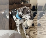 Small Photo #7 Great Dane Puppy For Sale in HOUSTON, TX, USA