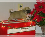 Small Photo #1 Jug-Pug Mix Puppy For Sale in MOUNT SOLON, VA, USA