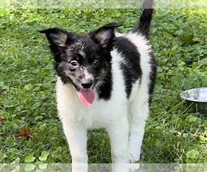 Australian Shepherd Puppy for sale in DECATUR, IL, USA