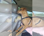 Small #7 Whippet Mix