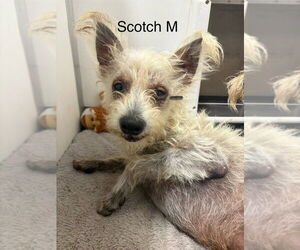 Mutt Dogs for adoption in Studio City, CA, USA