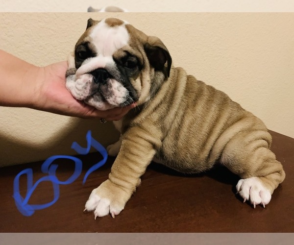 Medium Photo #2 Bulldog Puppy For Sale in PARKER, CO, USA