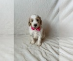 Small Photo #7 Goldendoodle Puppy For Sale in CHESNEE, SC, USA