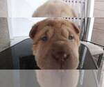 Small Photo #5 Chinese Shar-Pei Puppy For Sale in BALTIMORE, MD, USA