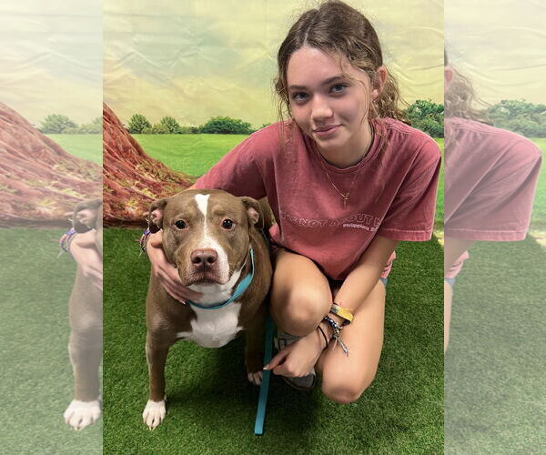 Medium Photo #3 Mutt Puppy For Sale in Euless, TX, USA