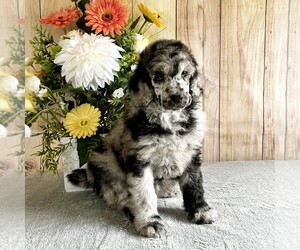 Poodle (Standard) Litter for sale in CHRISTIANA, PA, USA