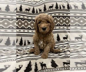 Goldendoodle Litter for sale in LOWVILLE, NY, USA
