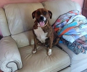 American Pit Bull Terrier-Labrador Retriever Mix Dogs for adoption in GRANITE FALLS, NC, USA