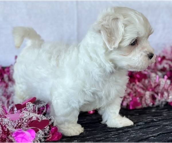 Medium Photo #5 Maltese Puppy For Sale in ROCK STREAM, NY, USA
