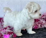 Small #4 Maltese