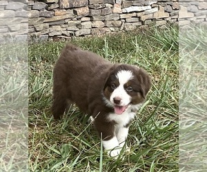 Australian Shepherd Puppy for sale in ABINGDON, VA, USA