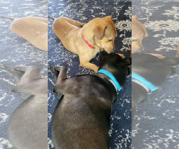Medium Photo #5 Dachshund-Labrador Retriever Mix Puppy For Sale in Doylestown, PA, USA