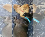 Small #4 Dachshund-Labrador Retriever Mix