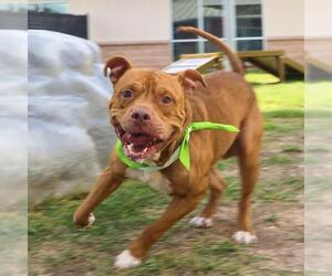 American Staffordshire Terrier-Unknown Mix Dogs for adoption in San Antonio, TX, USA