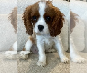 Cavalier King Charles Spaniel Puppy for sale in MARINA DEL REY, CA, USA