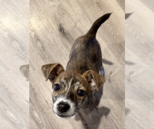 Medium Photo #3 Mutt Puppy For Sale in Sandy, UT, USA