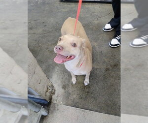 Mutt Dogs for adoption in San Bernardino, CA, USA