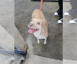 OPAL - Female Mutt Dog for Adoption - Small photo
