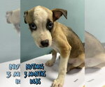 Small #6 Feist Terrier Mix