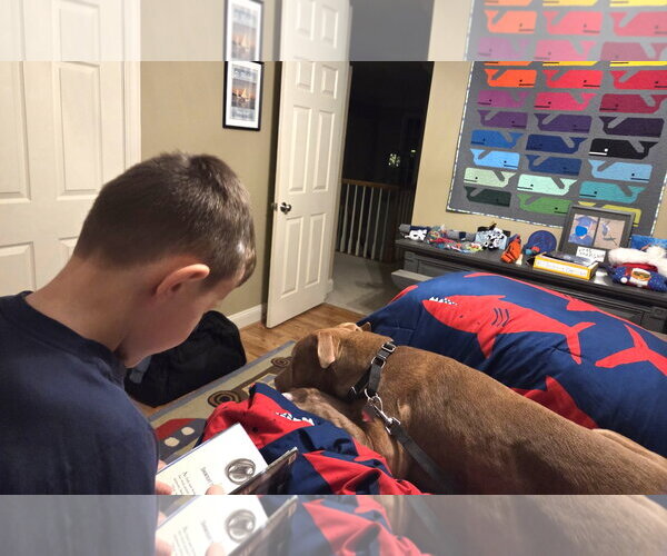 Medium Photo #8 Mutt Puppy For Sale in Rockville, MD, USA