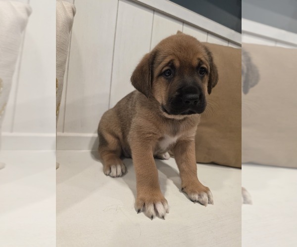 Medium Photo #3 Anatolian Shepherd-English Mastweiler Mix Puppy For Sale in IRWIN, PA, USA