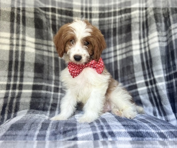 Medium Photo #10 Cavapoo Puppy For Sale in LAKELAND, FL, USA