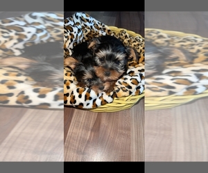 Yorkshire Terrier Puppy for Sale in TULARE, California USA