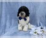 Small #4 Cavapoo (Miniature)