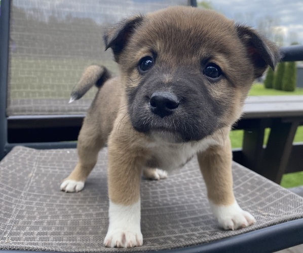Medium Photo #1 Alaskan Husky-Border Collie Mix Puppy For Sale in RICHMOND, MI, USA