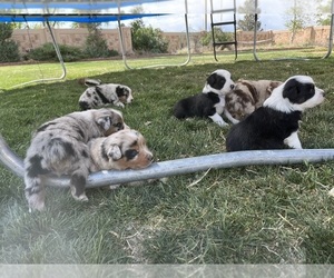 Australian Shepherd Puppy for sale in FORT LUPTON, CO, USA