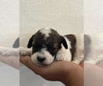 Small #6 Bernedoodle (Miniature)
