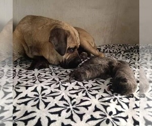 Mother of the Cane Corso-Presa Canario Mix puppies born on 06/21/2025