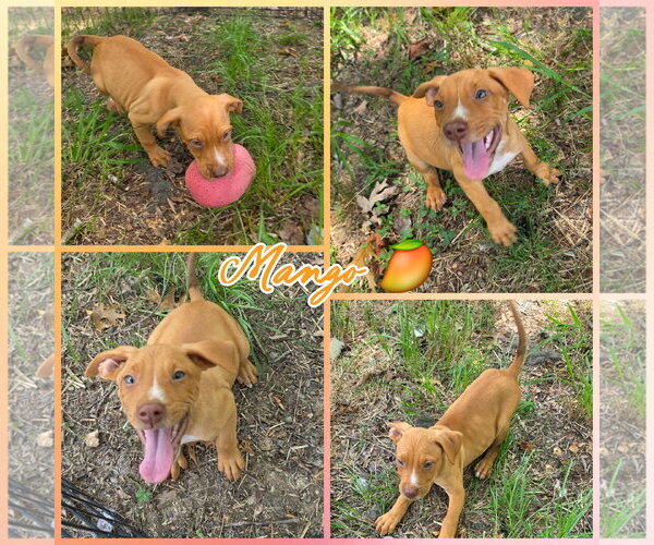 Medium Photo #1 Labrador Retriever-Unknown Mix Puppy For Sale in Blacksburg, SC, USA