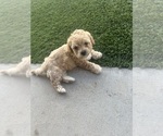 Small Photo #5 Pyredoodle (Toy) Puppy For Sale in TOLLESON, AZ, USA