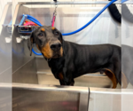 Small Photo #15 Doberman Pinscher Puppy For Sale in Buffalo, MN, USA