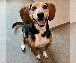 Beagle-Unknown Mix Dogs for adoption in Tavares, FL, USA