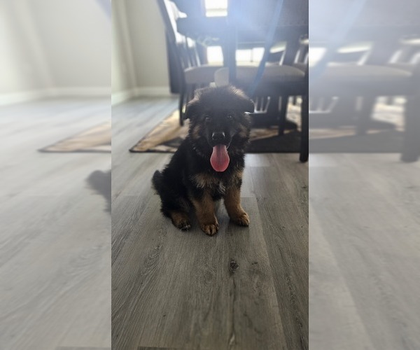Medium Photo #6 German Shepherd Dog Puppy For Sale in OCALA, FL, USA