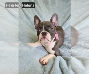Faux Frenchbo Bulldog Puppy for sale in MINERAL WELLS, WV, USA