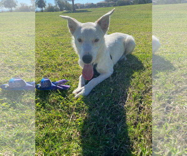 Medium Photo #2 Border Collie-Unknown Mix Puppy For Sale in La Verne, CA, USA