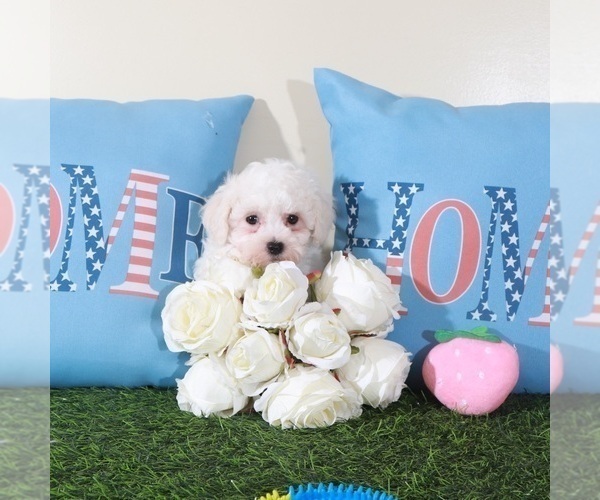 Medium Photo #4 Bichon Frise Puppy For Sale in MOUNT VERNON, OH, USA