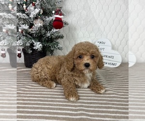 Cavapoo (Miniature) Puppy for Sale in GREENFIELD, Indiana USA