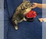 Small #41 Schnauzer (Miniature)