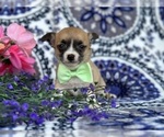 Small Photo #4 Chihuahua Puppy For Sale in LANCASTER, PA, USA