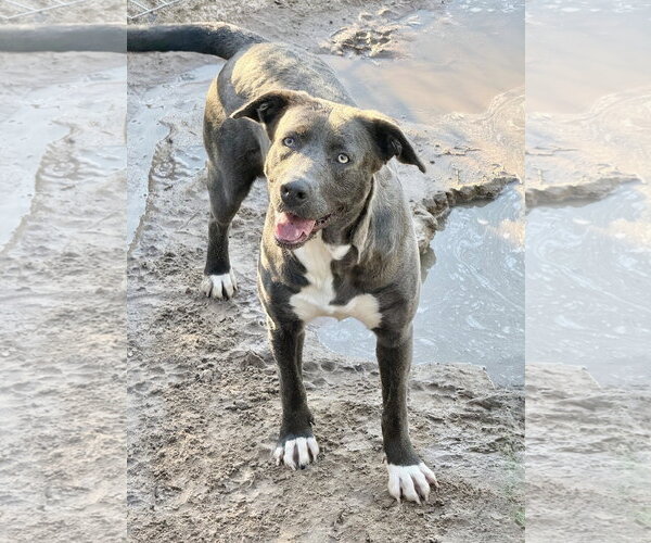 Medium Photo #1 Labrador Retriever-Unknown Mix Puppy For Sale in The Woodlands, TX, USA