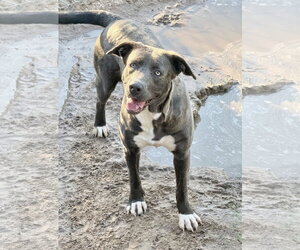 Labrador Retriever-Unknown Mix Dogs for adoption in The Woodlands, TX, USA