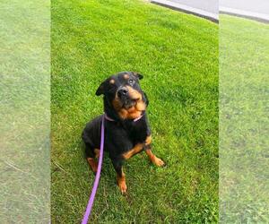 Rottweiler-Unknown Mix Dogs for adoption in Front Royal, VA, USA
