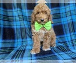 Image preview for Ad Listing. Nickname: Simba