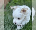 Small Photo #3 F2 Aussiedoodle Puppy For Sale in OZARK, MO, USA