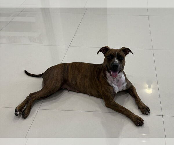 Medium Photo #2 American Pit Bull Terrier-Unknown Mix Puppy For Sale in Miami, FL, USA