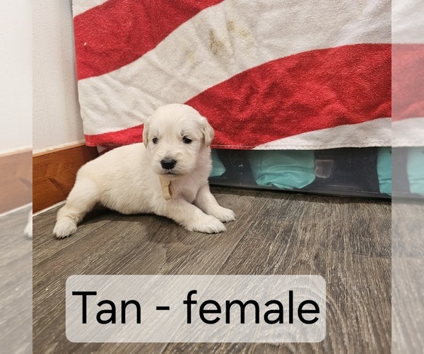 Medium Photo #1 English Cream Golden Retriever Puppy For Sale in SODDY DAISY, TN, USA